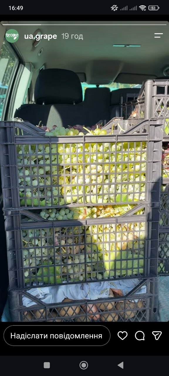 Ящики зі свіжим виноградом