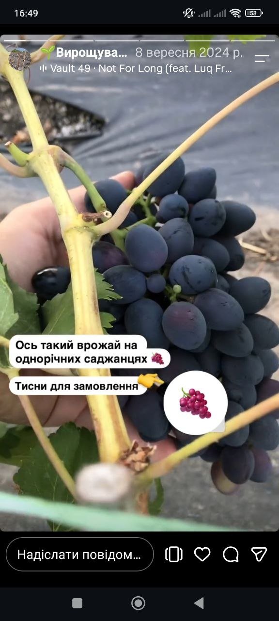 Врожай на однорічних саджанцях винограду