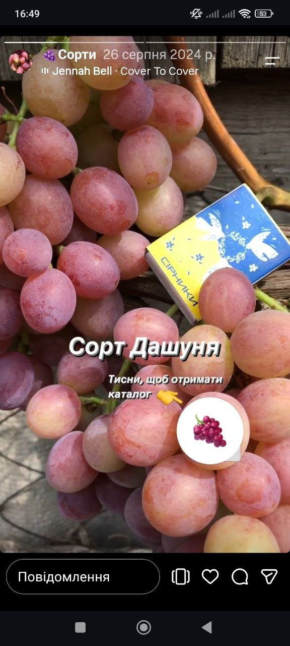 Калібр ягід винограду порівняно з сірниками
